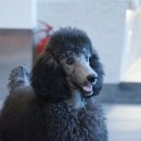 (주)한국반려동물아카데미 이미지