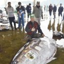 수초밥참치 이미지