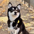 돈워리독 이미지