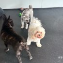 댕겨올개 이미지