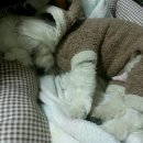 오엠지비즈