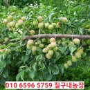 홍매화에 홍매실이 될까? 매실꽃과 홍황매 메실 종류 효능