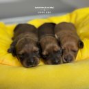 남양주켄넬 이미지