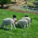 큰언덕목장 이미지