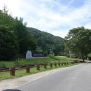 석문방조제 자귀나무 이미지