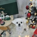 멍멍이 미용실 이미지