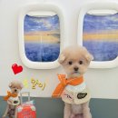 알로하펫 이미지