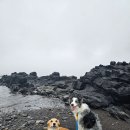 진도항 | [애견동반 제주여행]진도항<>제주항 산타모니카호 탑승 후기