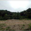 양구개느삼자생지 이미지