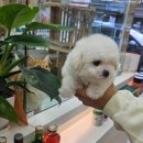 숭구리댕댕 이미지