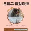 똘이엄마수제간식 | 서울애견간식 은평구 멍멍까까 까다로운 엄마의 수제간식 후기