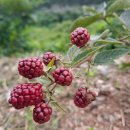 정선풍류펜션 이미지