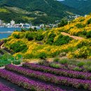 거제관광안내소 | 거제 지세포진성 꽃동산 개화시기·주차 완벽 정리 (2026년 최신)
