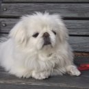 임옥빈 그루밍 이미지