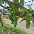 디딤돌농장 이미지