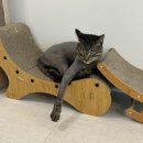 함께냥 대전점 | 대전 고양이미용 함께냥