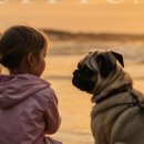 퍼피캣 강아지분양 인천루원시티점 이미지