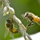 옥수수꽃에 꿀벌 이미지