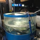 엉아돈한판 이미지