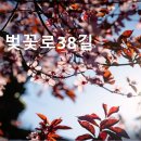 벚꽃로38길 이미지