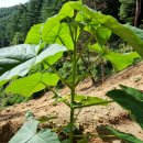 오동슈퍼 이미지