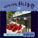 가보자 양주 | 봄나들이 3월 아이와 체험활동 양주딸기체험, 하나농원 솔직후기
