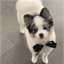 멍멍이샵 네이버블로그