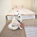 이룸독트레이닝 | 산책할 때 짖음, 초인종 소리 짖음 교육 [이룸 후기]