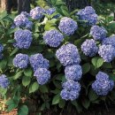 올써머뷰티-Hydrangea macrophylla 'All Summer Beauty' 이미지