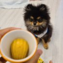 핸피니스 이미지