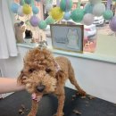 미용해·독 이미지