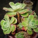 크라우스 이미지