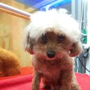 백합초등학교 이미지