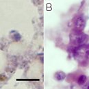 서해산 양식 가리비의 Haplosporidium nelsoni 이미지