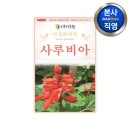 샐비아 이미지