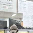 땡큐DOG동물병원 이미지