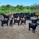 아벨농장 이미지