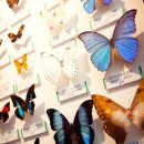 파주 나비나라박물관 이미지