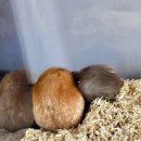 털뭉치즈 이미지