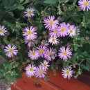 커피하우스117 이미지