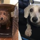 영국2농장 이미지