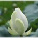 연꽃세상 이미지