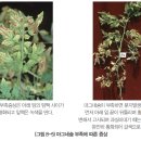 토마토 - 영양생리장해 마그네슘 이미지