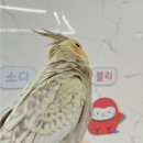 리프패럿광진구