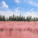 제주혁이네해장국 이미지