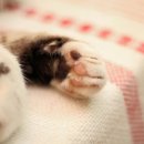고양이 발바닥 이미지
