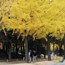 나무사이로 이미지