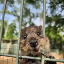 [호주] 시드니 4일차 죽음의 스케쥴 (페더데일 동물원, 쿼카, 아이스버그, 본다이비치, 갭파크)