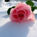 수향 이미지