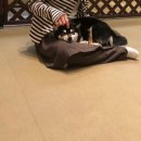 댕편한세상 이미지